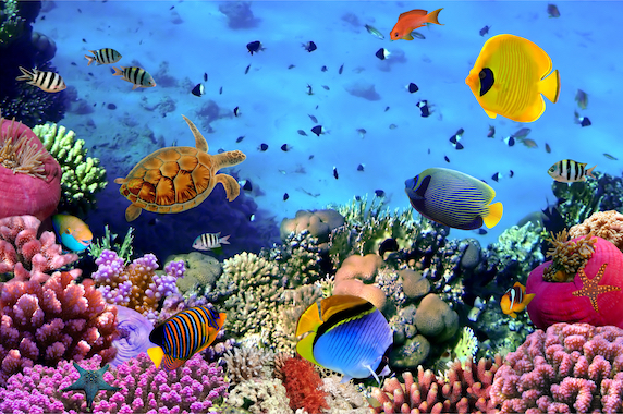 sea coral of egypt