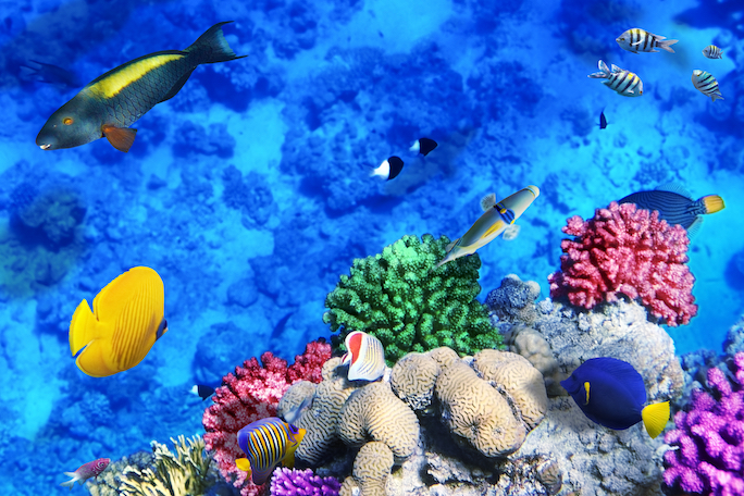 resort of Marsa Alam