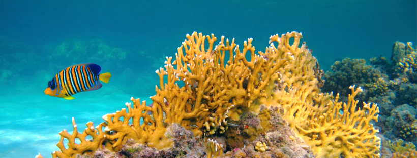 scuba diving and snorkelling