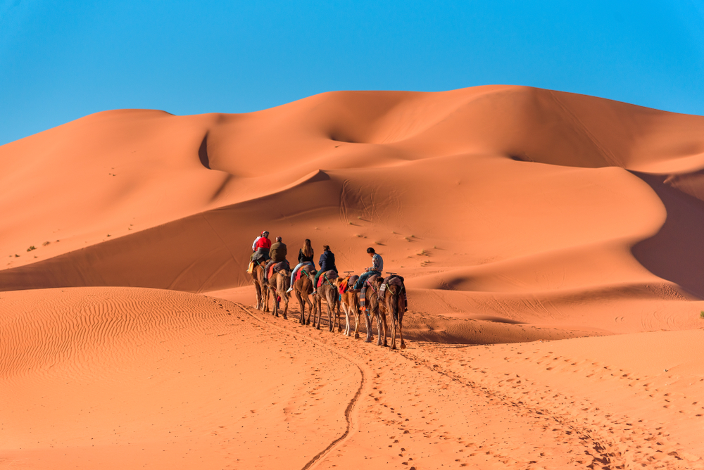 A group of tourists travel on camels through the Golden Sands of the Sahara desert in Morocco, Africa. 