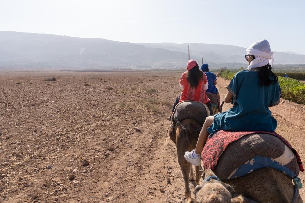 A group of tourists riding camels in Marrakech, Morocco 